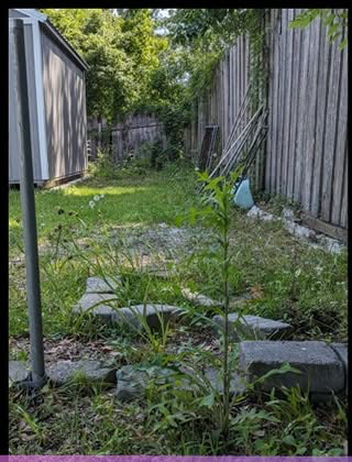Before lawn care